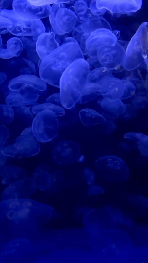 Jellyfish Videos, Download The BEST Free 4k Stock Video Footage & Jellyfish HD Video Clips Jellyfish Videos, Download The BEST Free 4k Stock Video Footage & Jellyfish HD Video Clips