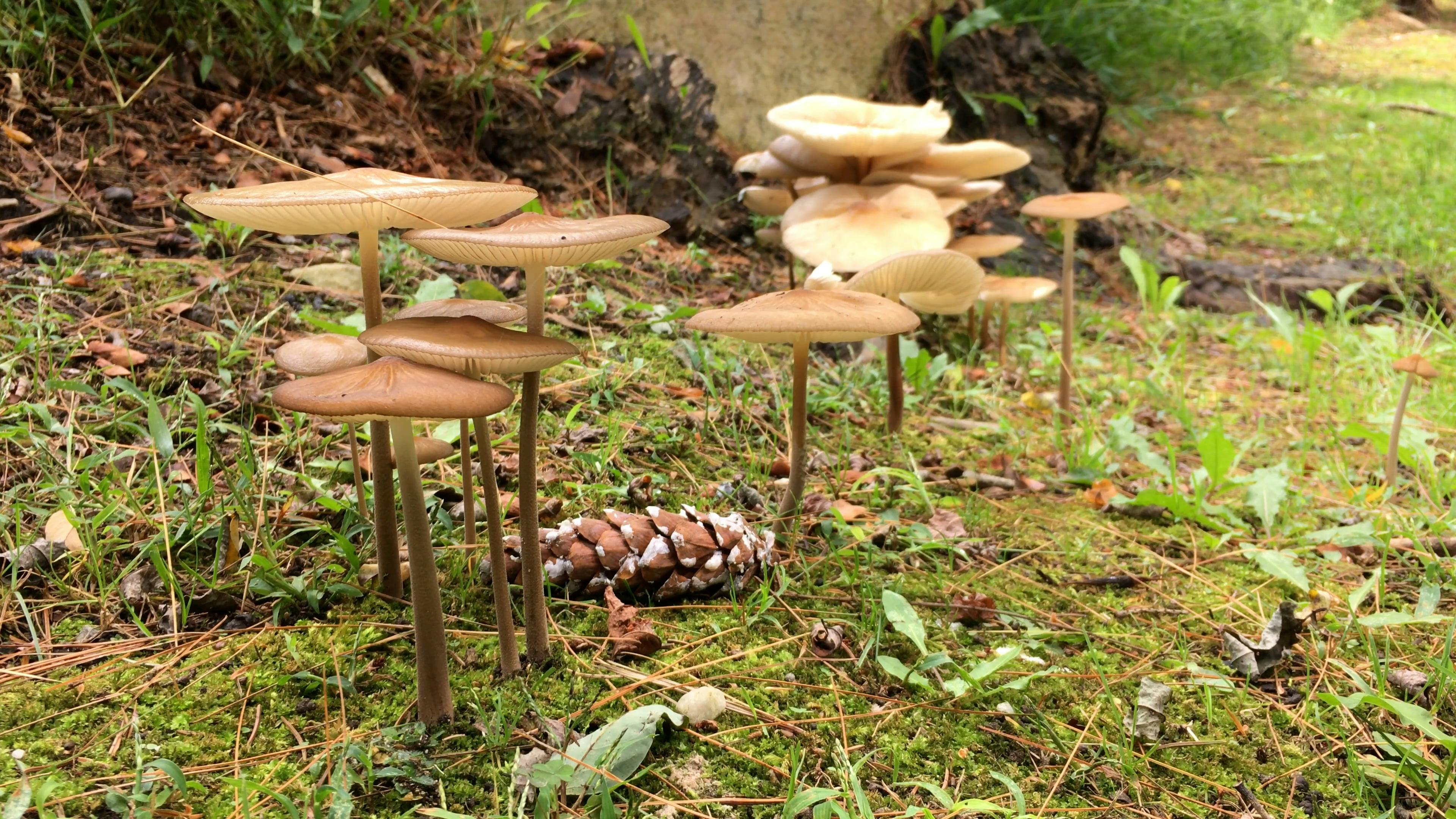 Mushroom Stem Videos, Download The BEST Free 4k Stock Video Footage