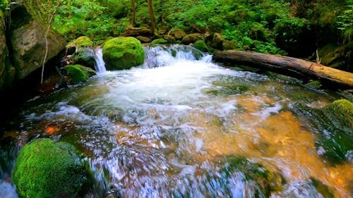 Footage of flowing stream in forest