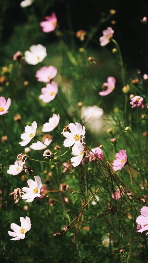 Pink flowers swaying in wind