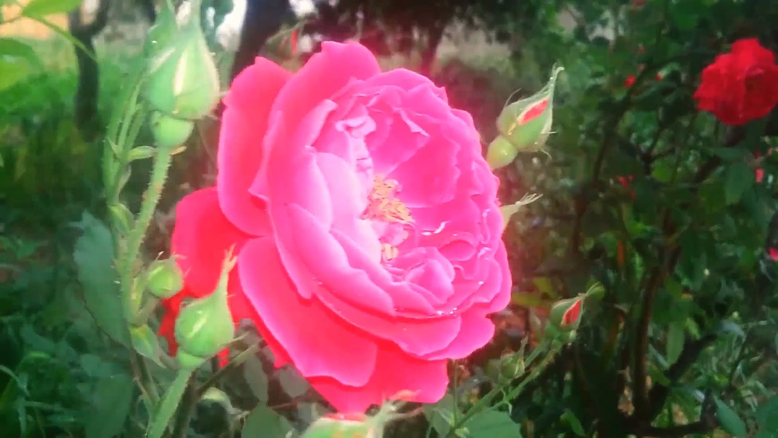 Flower Mp4 Video Of Flower Blooming Free Stock Video Footage, Royalty-Free 4K & HD ...