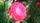 pink rose