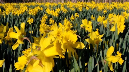 Yellow Flower Field