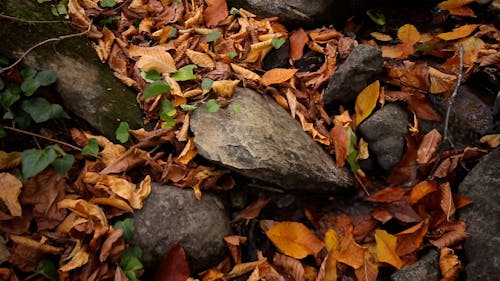 Close up on Fallen Leaves on Stream, in Forest and Moss on Stones