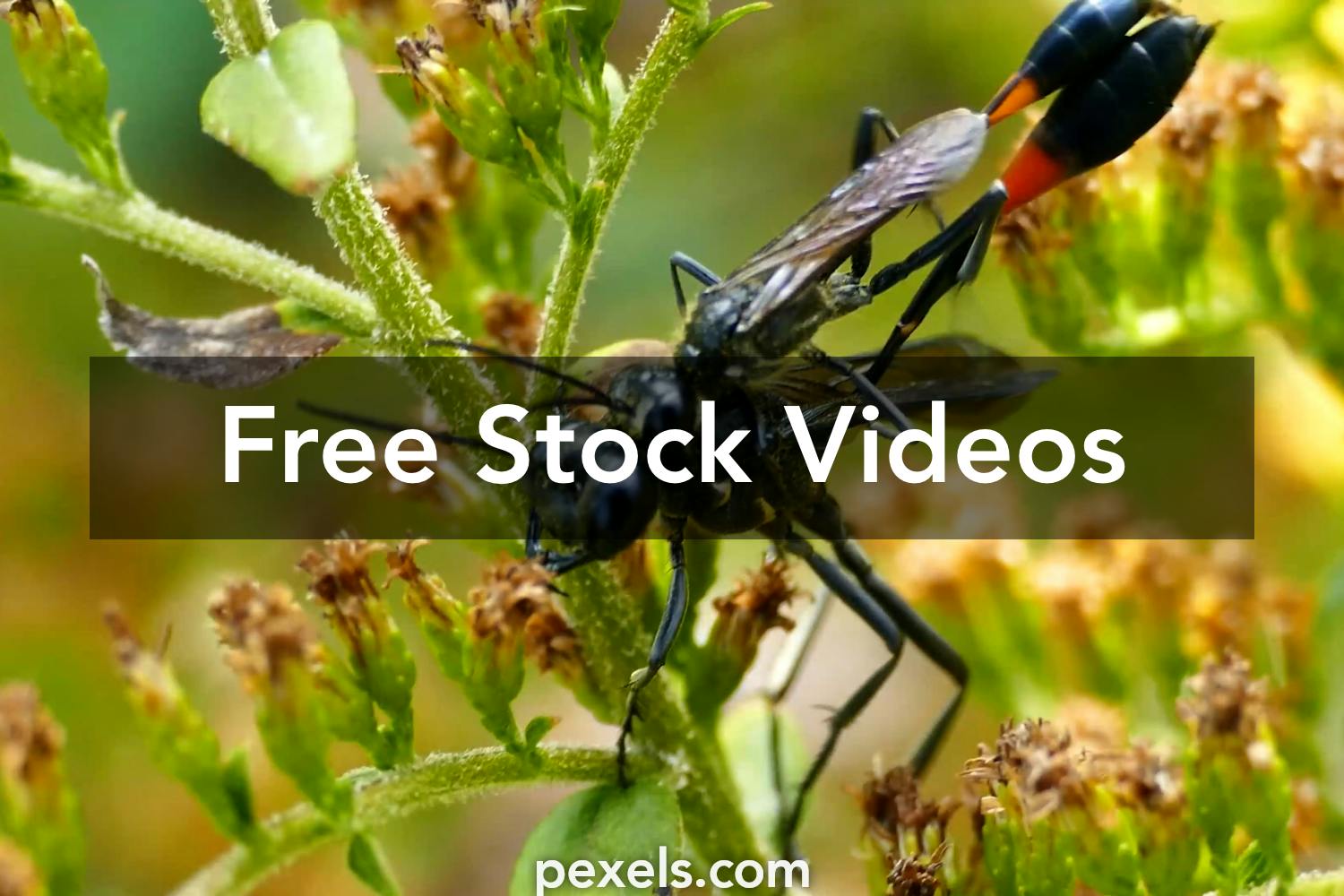 Animal Mating Videos, Download The BEST Free 4k Stock Video Footage & Animal  Mating HD Video Clips
