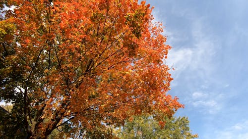 A Footage of Tree With Autumn Leaves