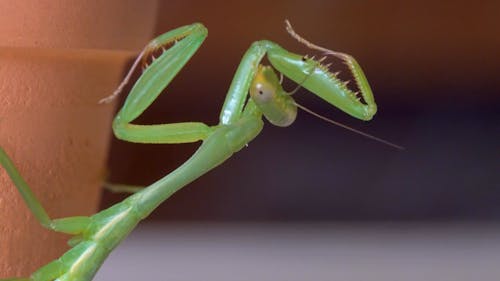 Close-up of Praying Mantis