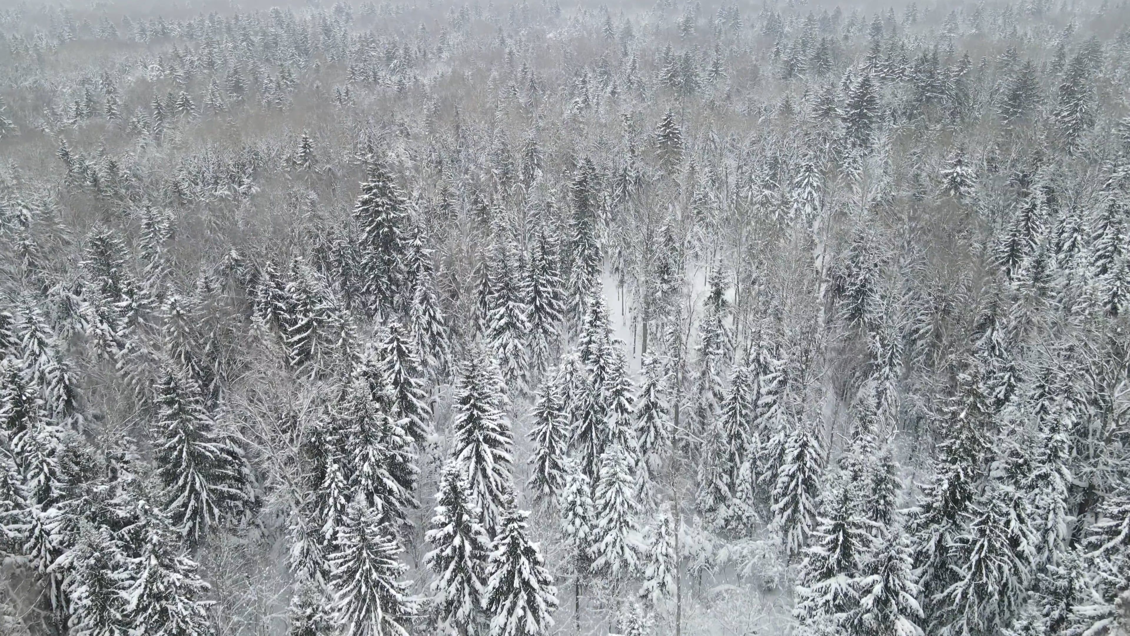 Drone Footage of Trees Covered with Snow Free Stock Video Footage ...