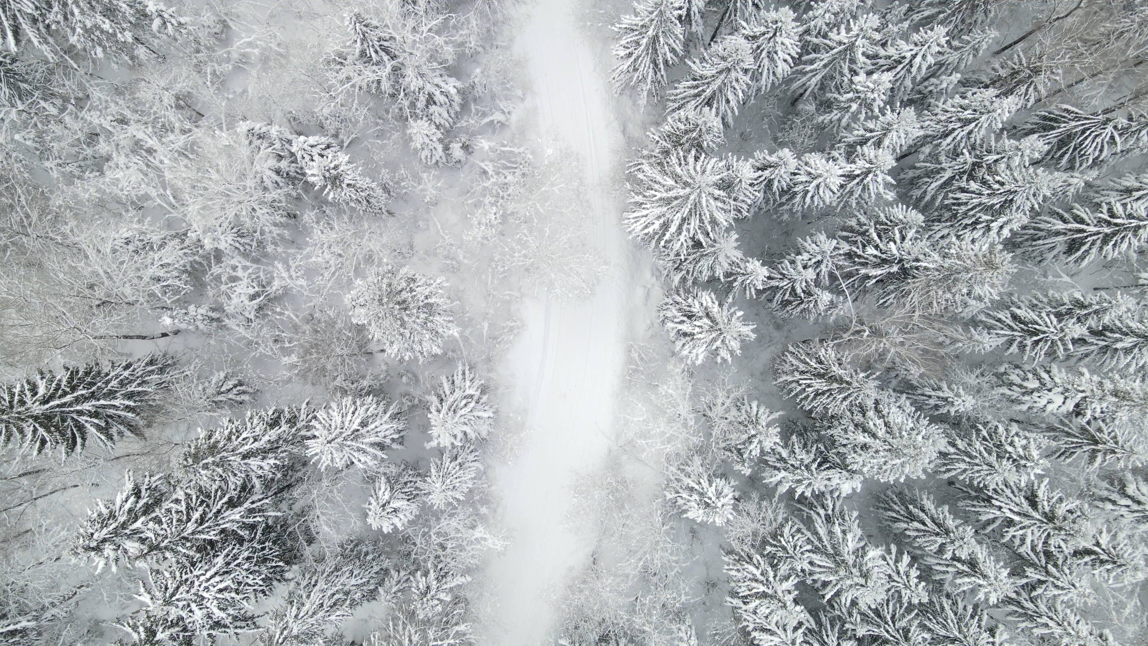Drone Footage of Trees Covered with Snow Free Stock Video Footage ...