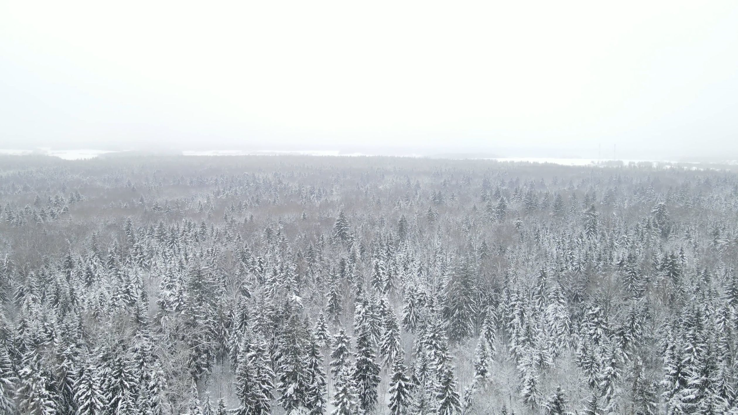 Snow Falling in the Forest Free Stock Video Footage, Royalty-Free 4K ...