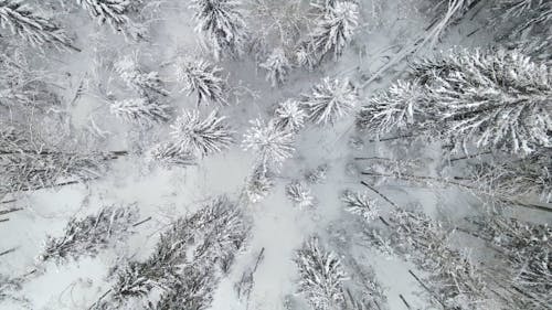 Top View Footage of Trees Covered with Snow