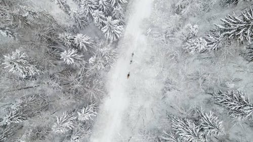 Drone Footage of a Snow Covered Forest