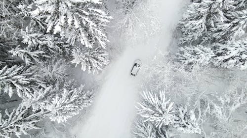 Aerial Footage of Trees Covered With Snow