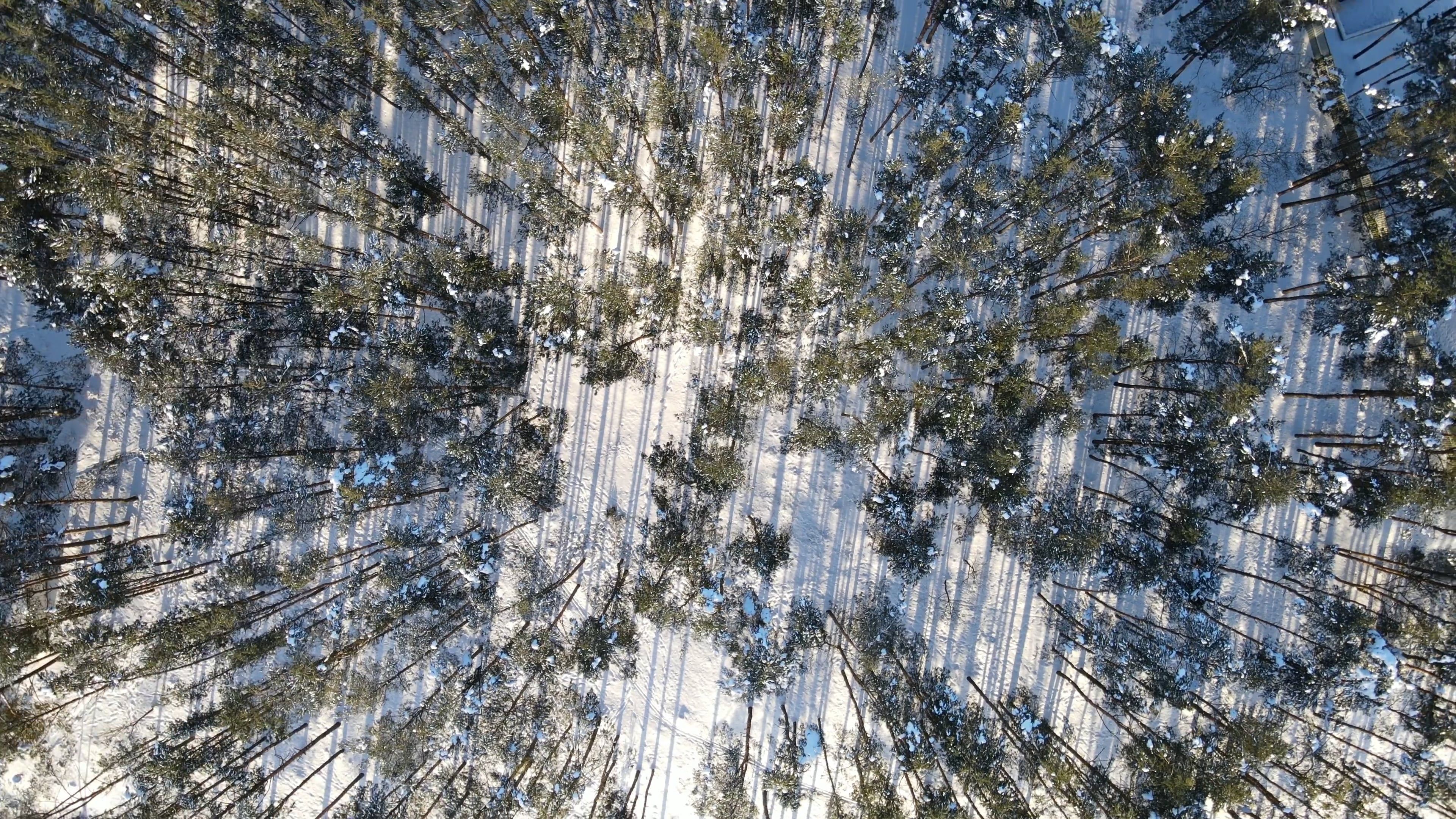 Aerial Footage of Trees in Forest in Winter Free Stock Video Footage ...