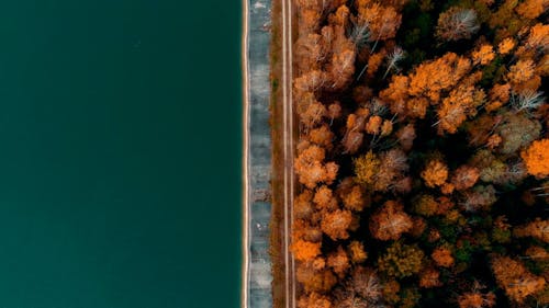 Drone Footage of a Forest During Autumn 