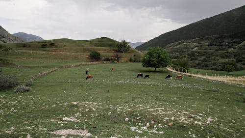 Aerial Footage of Animals at a Farm