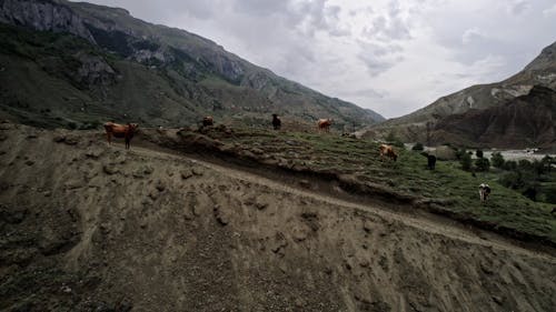 Aerial Footage of Cows on a Hill