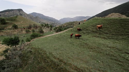 Drone Footage of Cows on a Hill