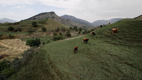 Cows on a Hill