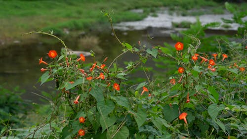 Close-up Shot of Red Flowers