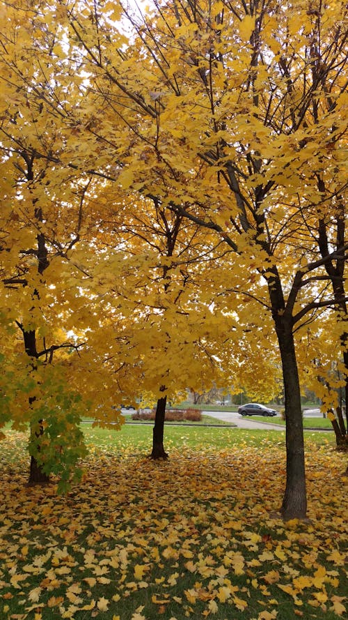 Trees With Yellow Leaves 