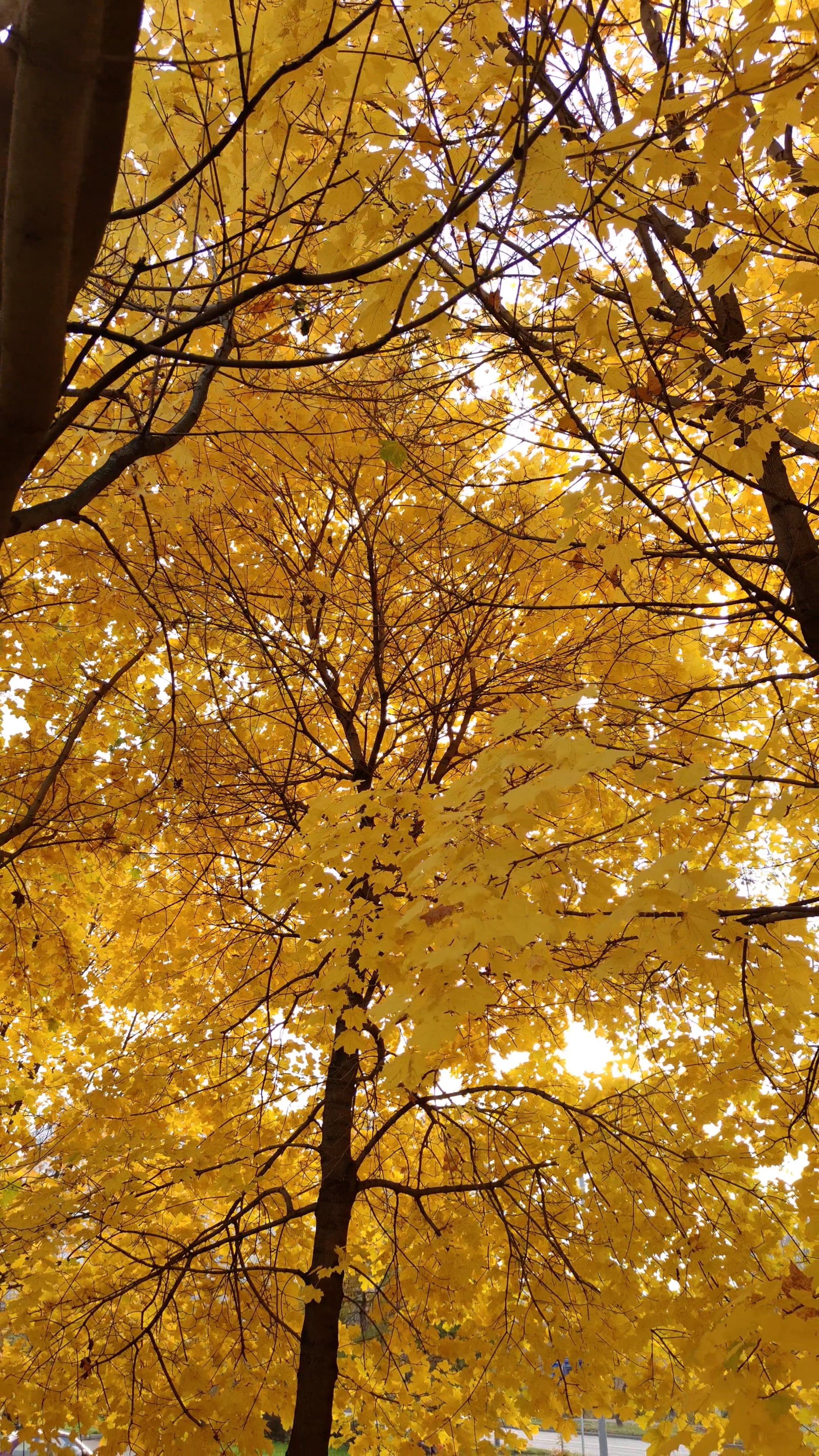 landscape with yellow trees in autumn 9885360 — free pexels stock footage