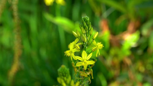 Close-up of Small Plant with Yellow Flowers