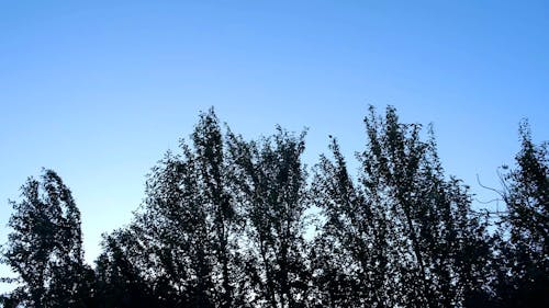 Clear Blue Sky Above Swaying Green Trees