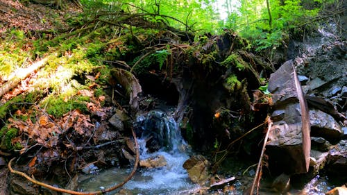 Small Waterfall in Stream in Forest