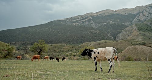 Group of Cows Grazing in Pasture Below Mountain