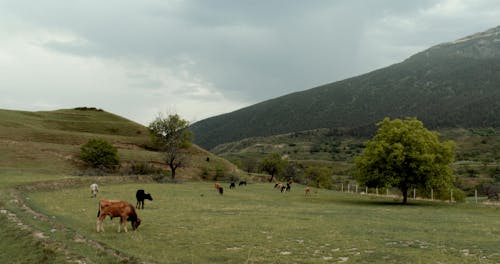 Herd of Cows Eating Grass