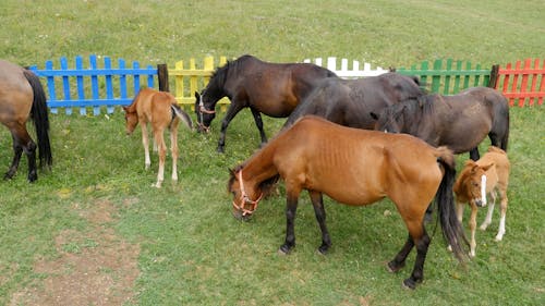 Horses Eating Grass