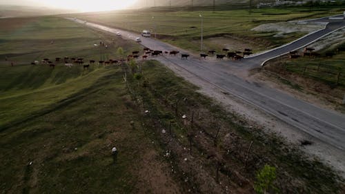 Herd of Cows Walking in a Grass Field