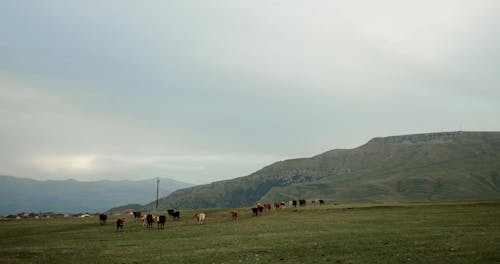 Farm Animals Walking on a Grassland