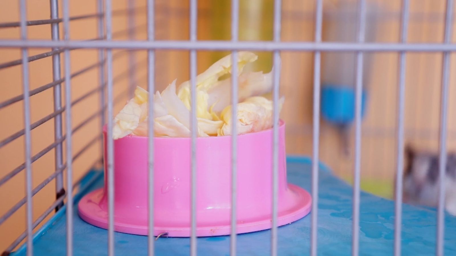 Hamster+Promo+Free Videos, Download The BEST Free 4k Stock Video ...
