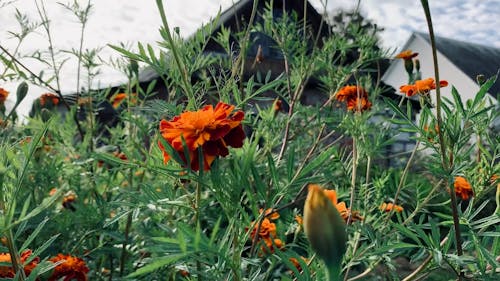 Orange Flowers in Yard
