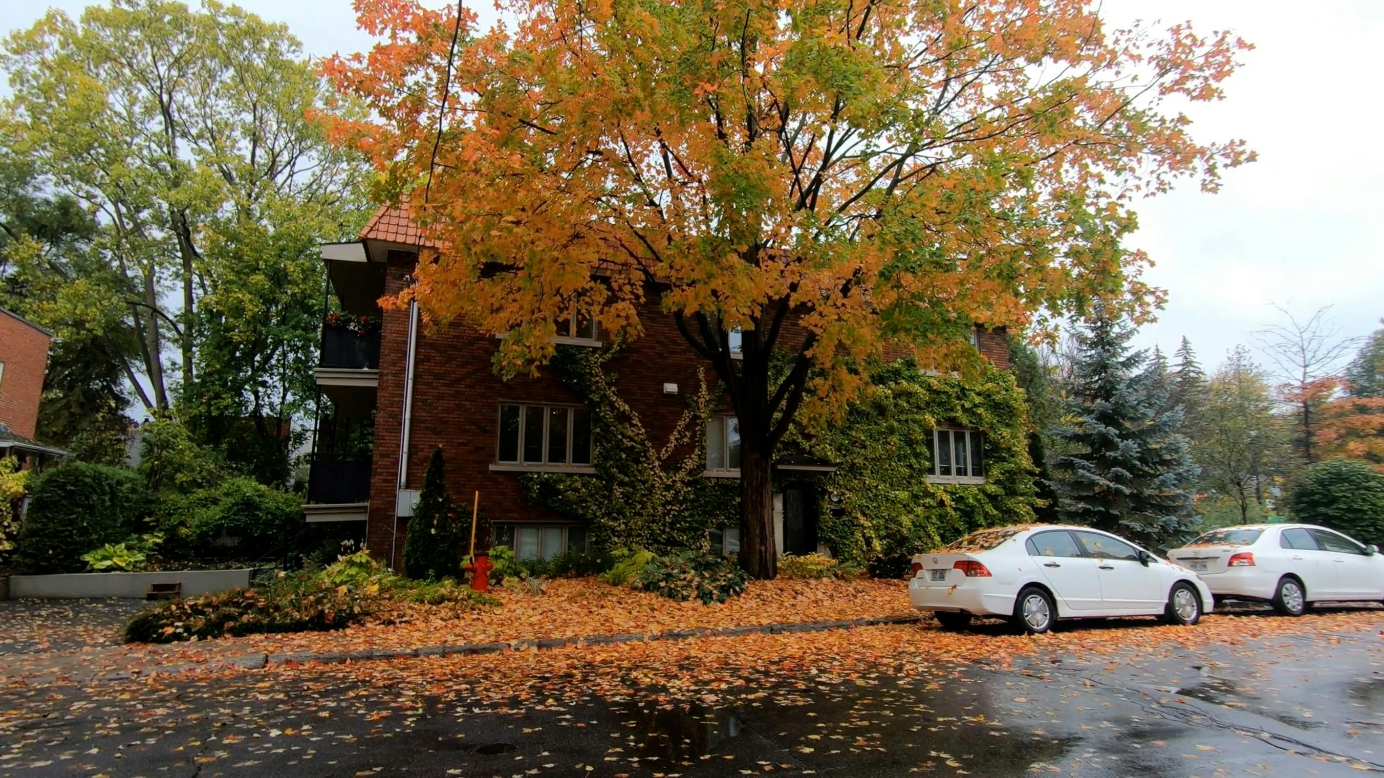 A Sidewalk Covered with Autumn Leaves Free Stock Video Footage,  Royalty-Free 4K & HD Video Clip