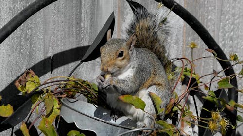 Squirrel Feeding on Nut
