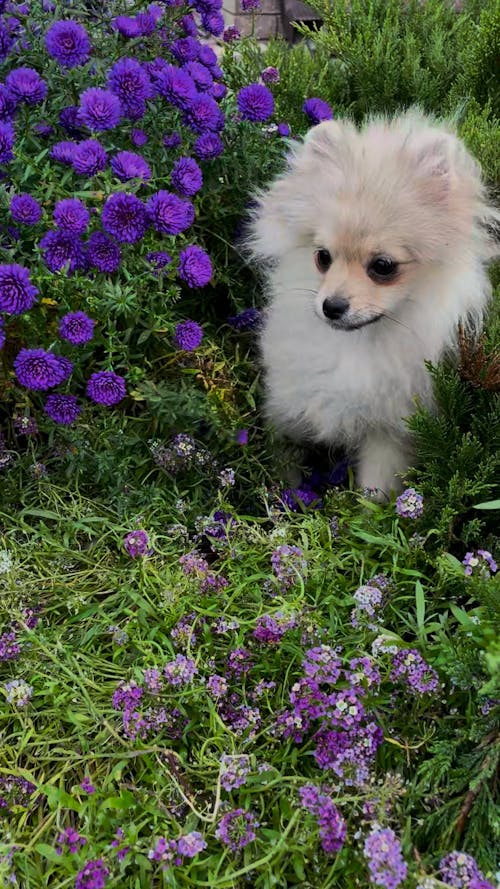 Dog Playing Among Flowers in Garden