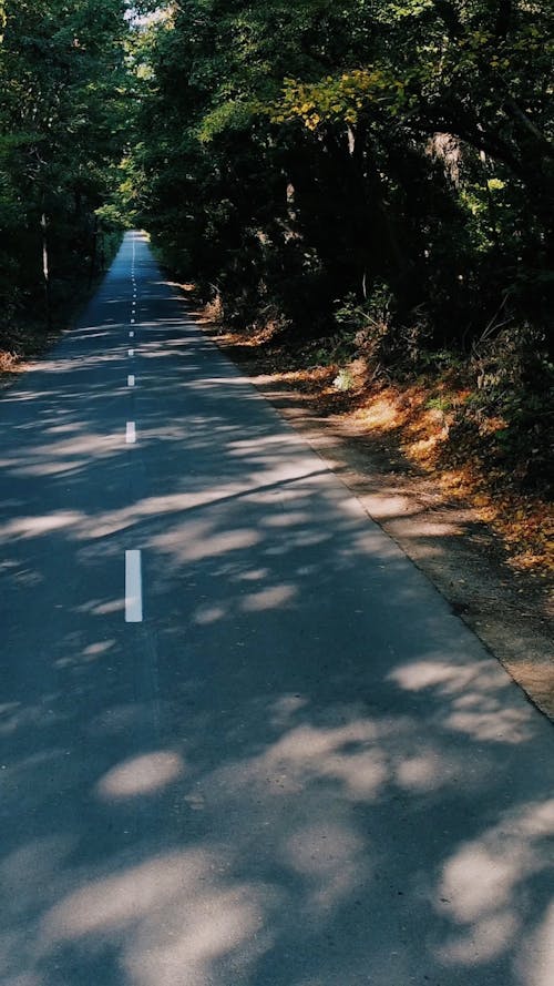 Car Driving Along Road in Forest