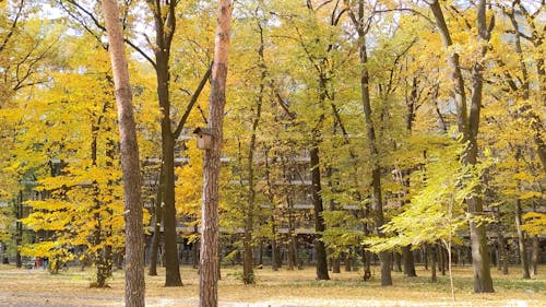 Falling Leaves in Park in Autumn