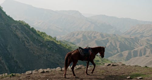 Video of a Walking Horse