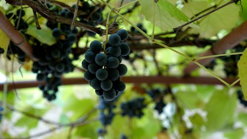 A Person Picking Grapes