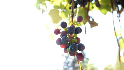 A Person Picking Grapes in the Vineyard