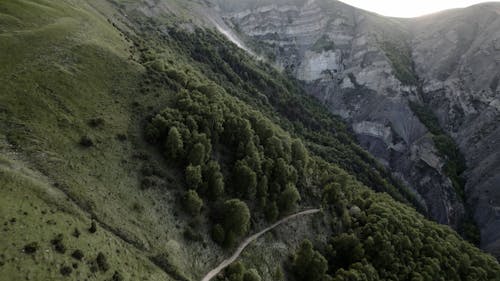 Aerial Footage of Trees on a Mountain