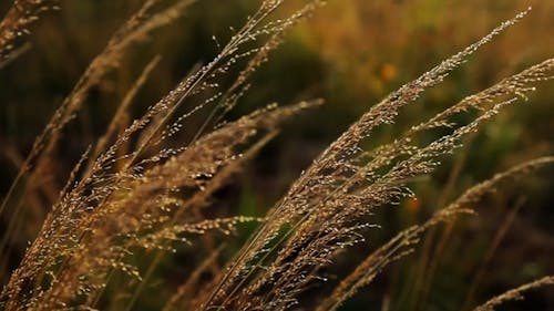 Close-up of Grass Swaying in Wind