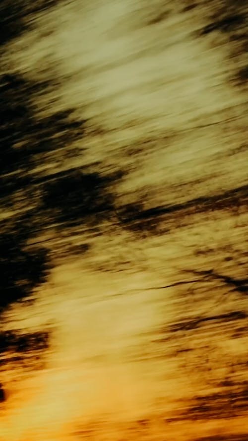 Blurred Footage of Trees at Sunset