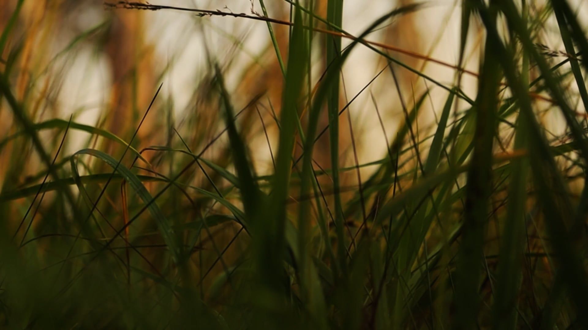 close up of grass at sunset 9953269 — free pexels stock footage