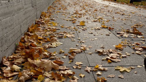 A Person Walking on the Street with Scattered Autumn Leaves