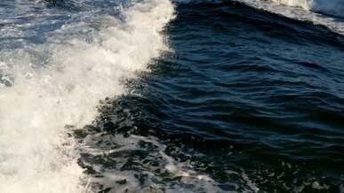 dolphin jumping into water
